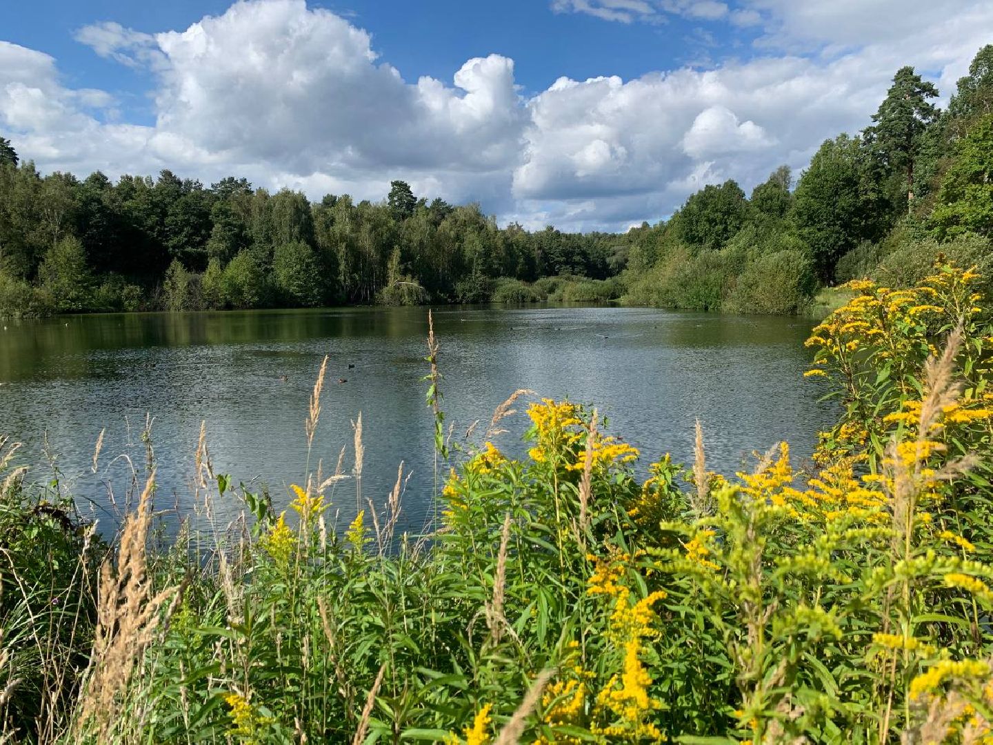 ступино, утки, охота на уток,