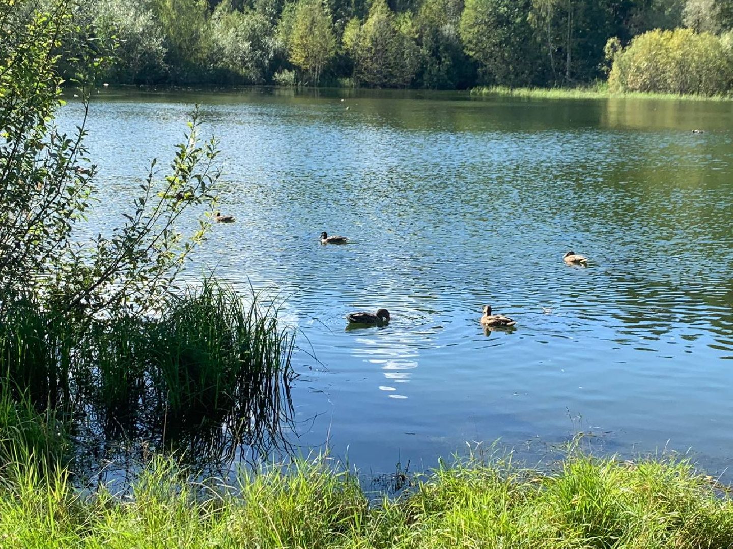 ступино, утки, охота на уток,