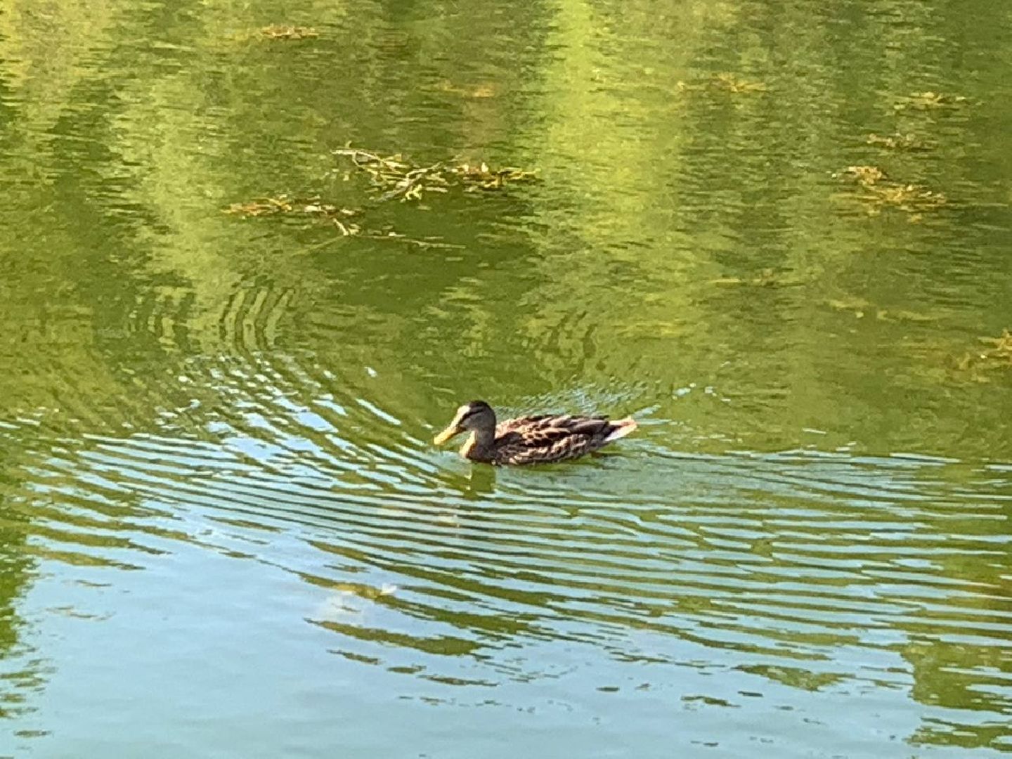 ступино, утки, охота на уток,