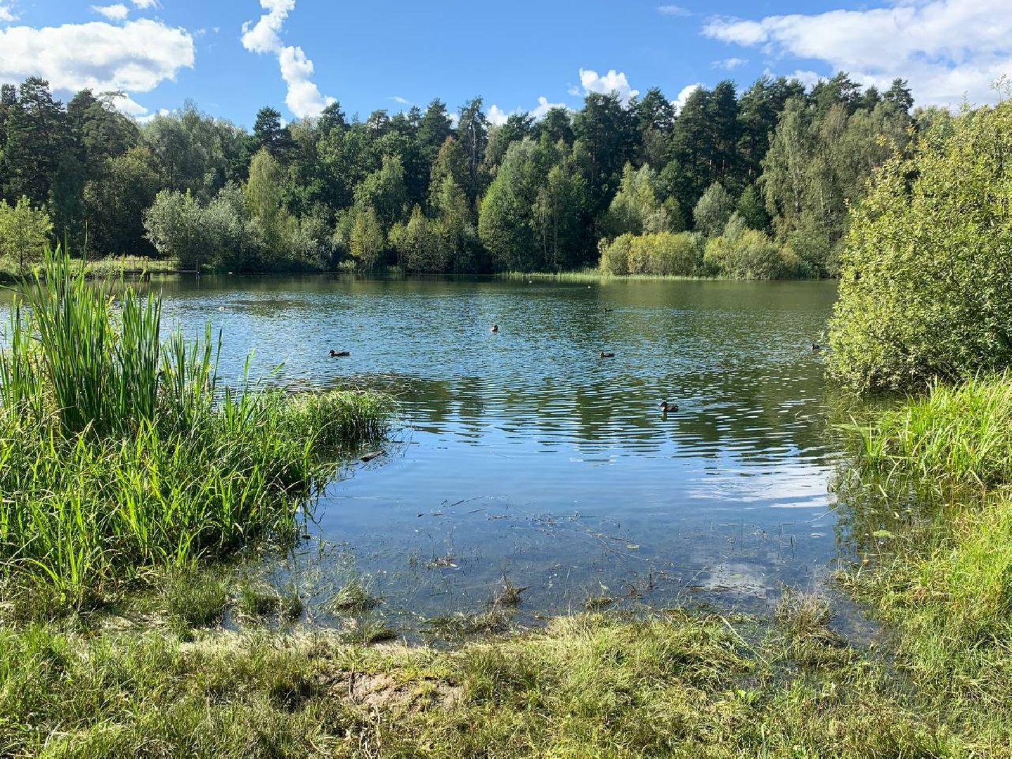 ступино, утки, охота на уток,