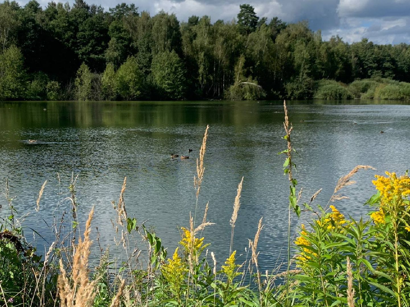 ступино, утки, охота на уток,