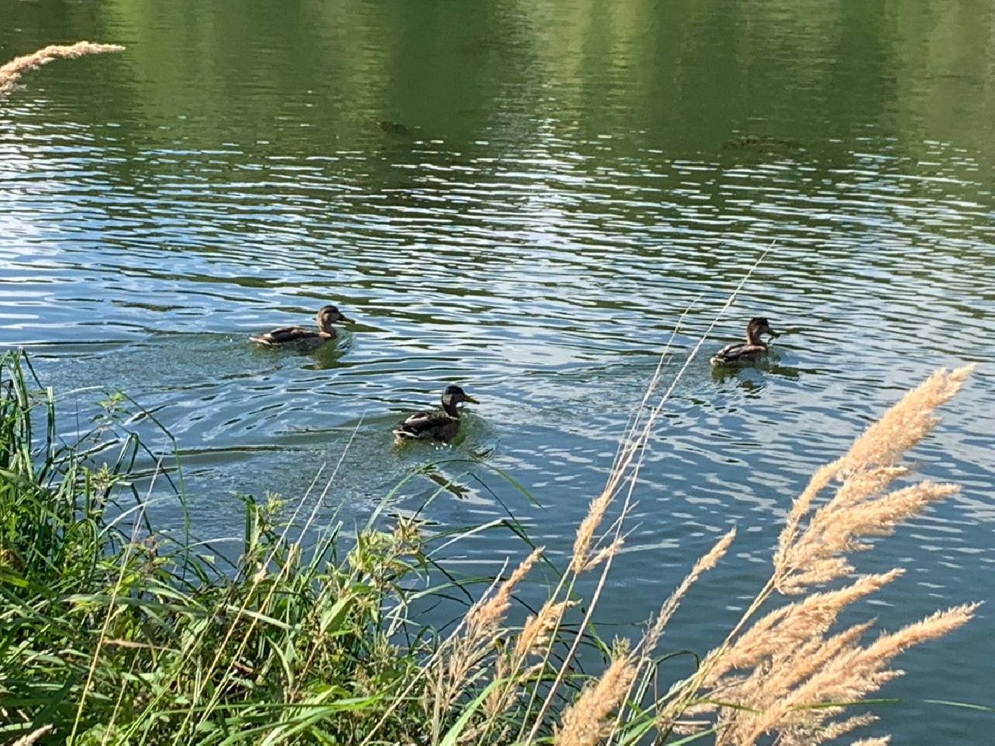 ступино, утки, охота на уток,