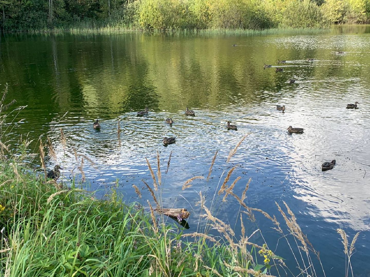 ступино, утки, охота на уток,