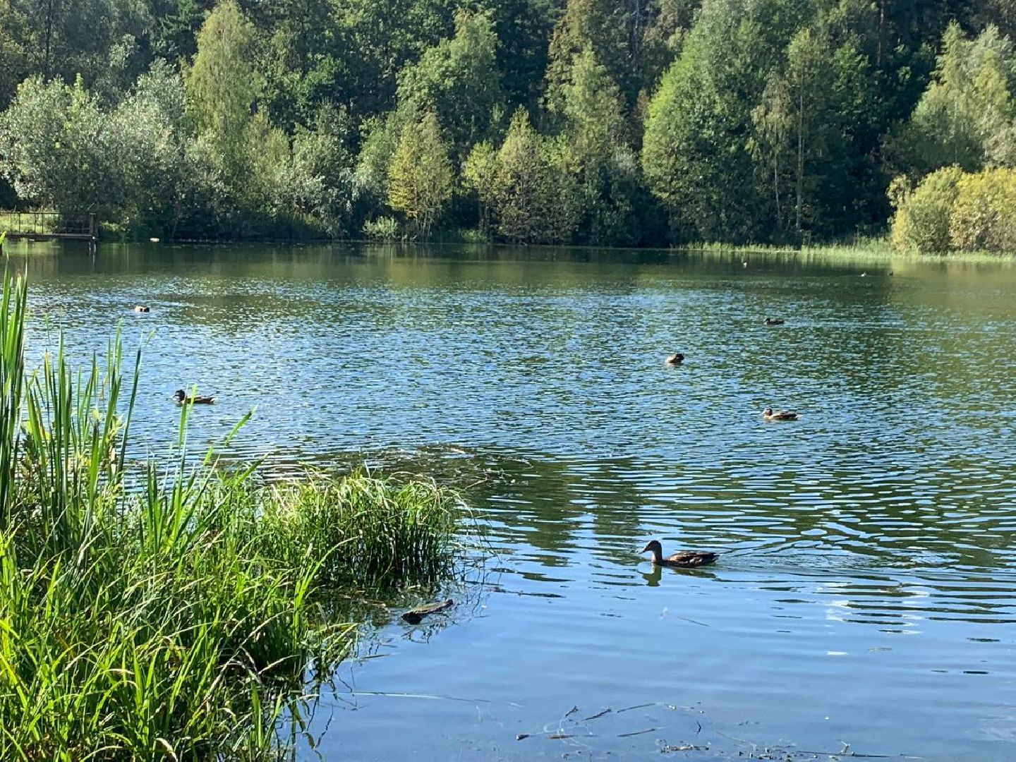 ступино, утки, охота на уток,