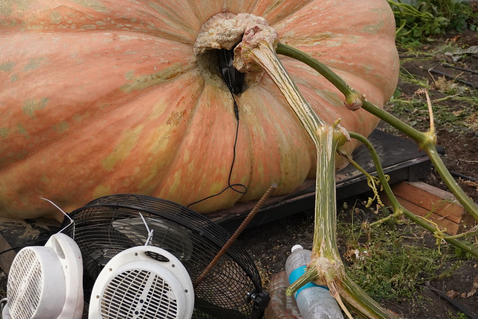 Электрогорск , Рекорд, Тыква ,