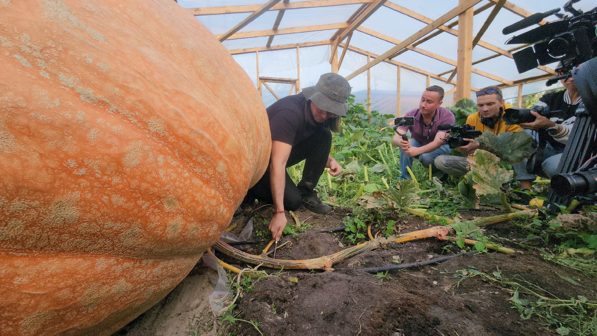 Электрогорск , Рекорд, Тыква ,