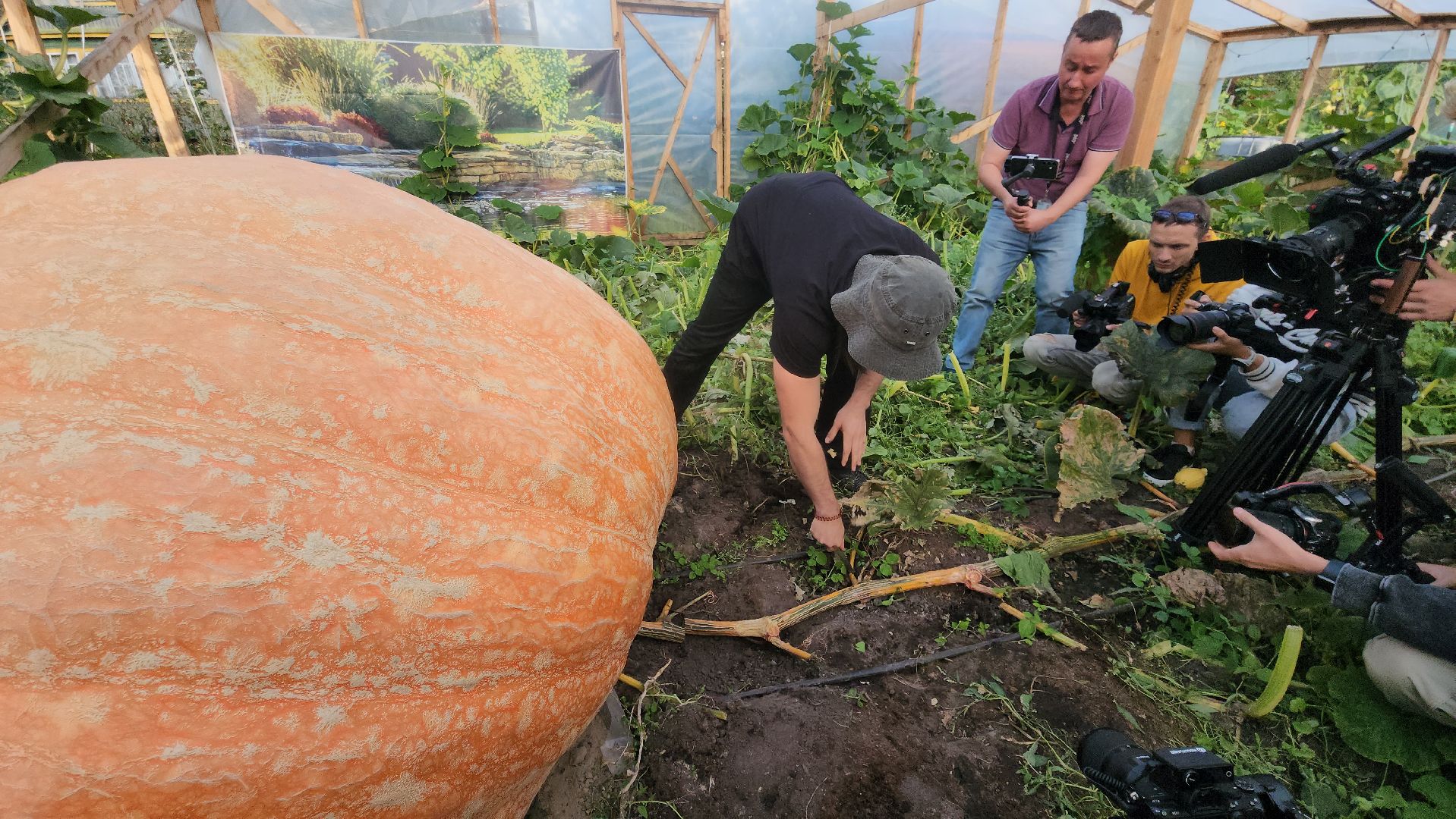 Электрогорск , Рекорд, Тыква ,