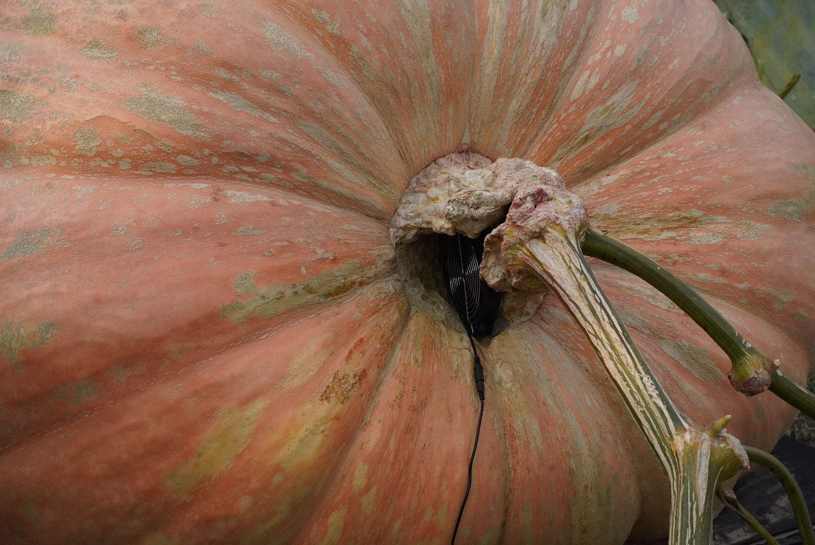 Электрогорск , Рекорд, Тыква ,