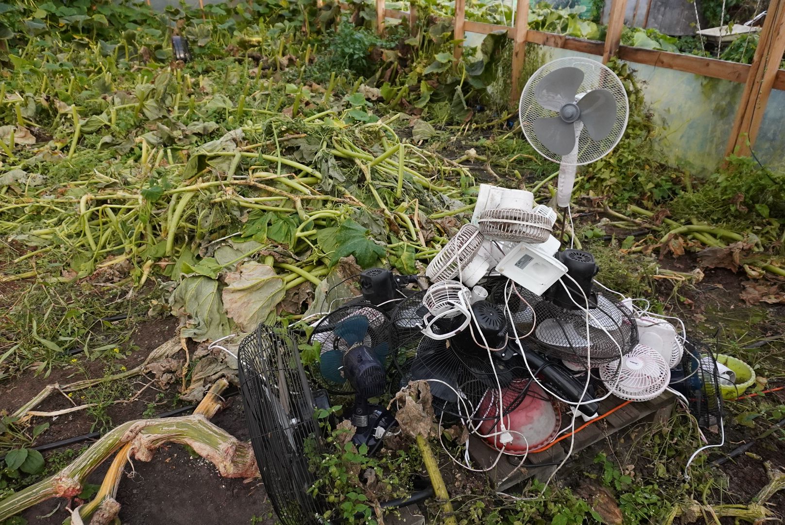 Электрогорск , Рекорд, Тыква ,