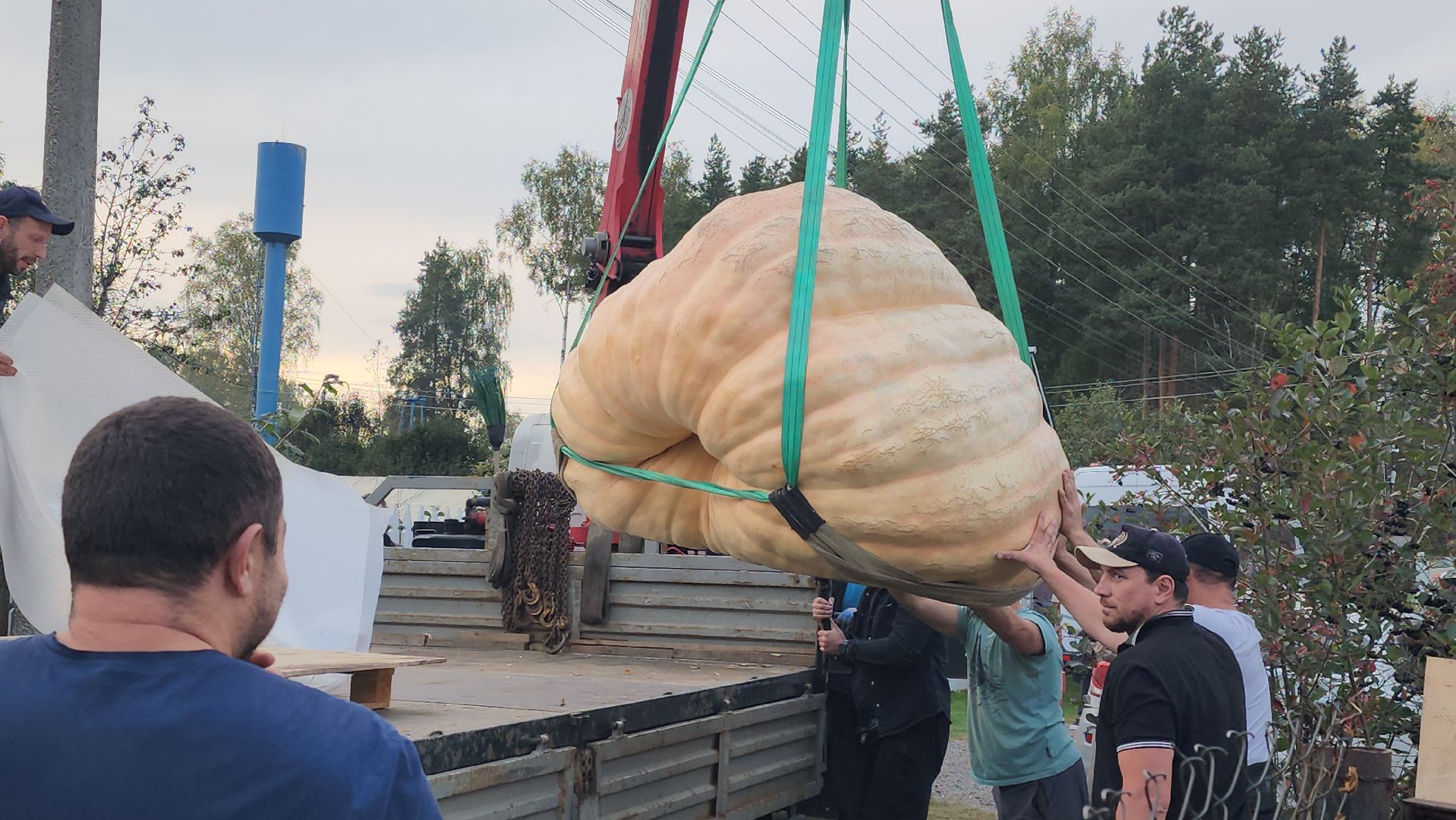 Электрогорск , Тыква , Рекорд ,