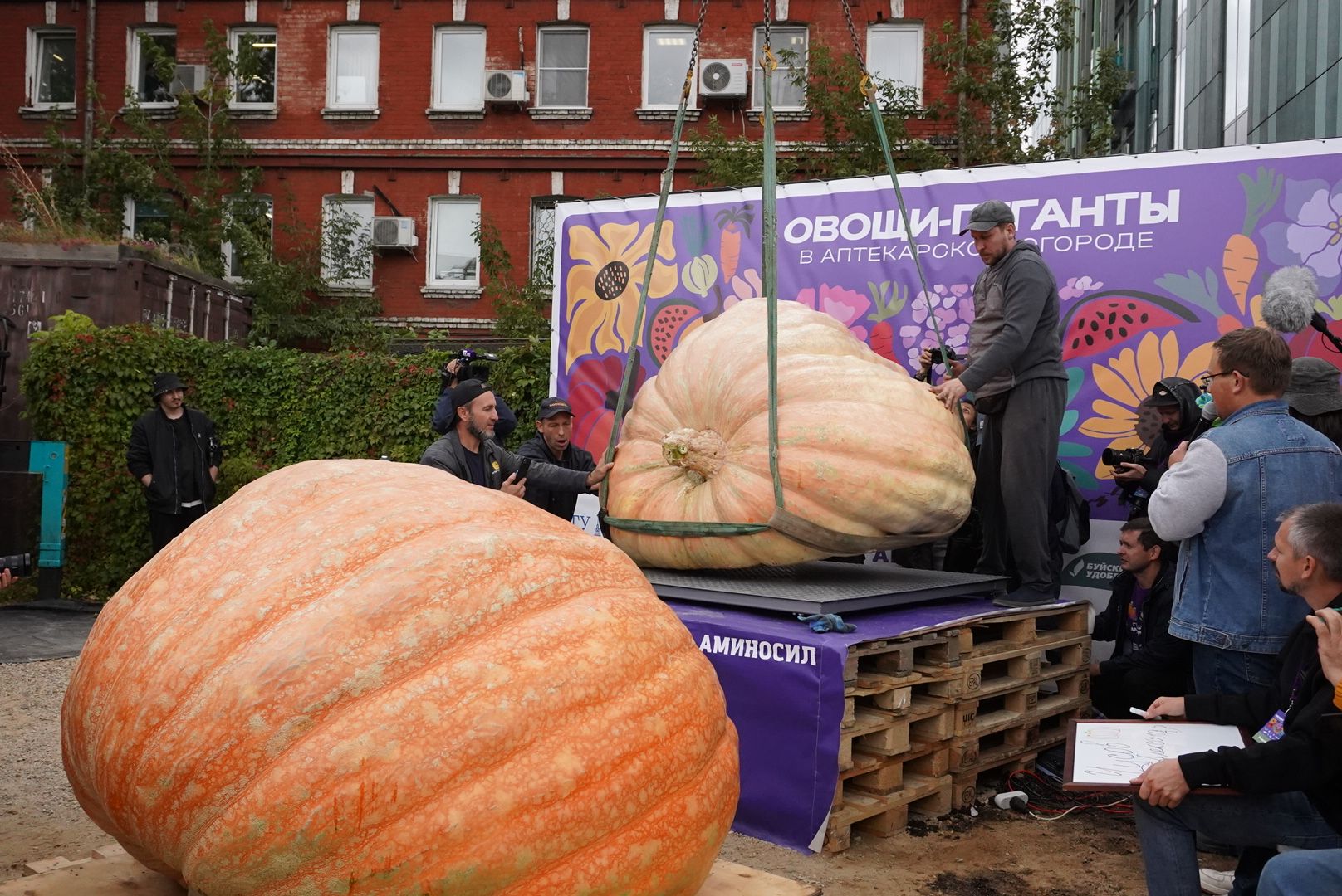 Общество , Овощи гиганты , Ботанический сад, Тыква, Рекорд, Электрогорск,
