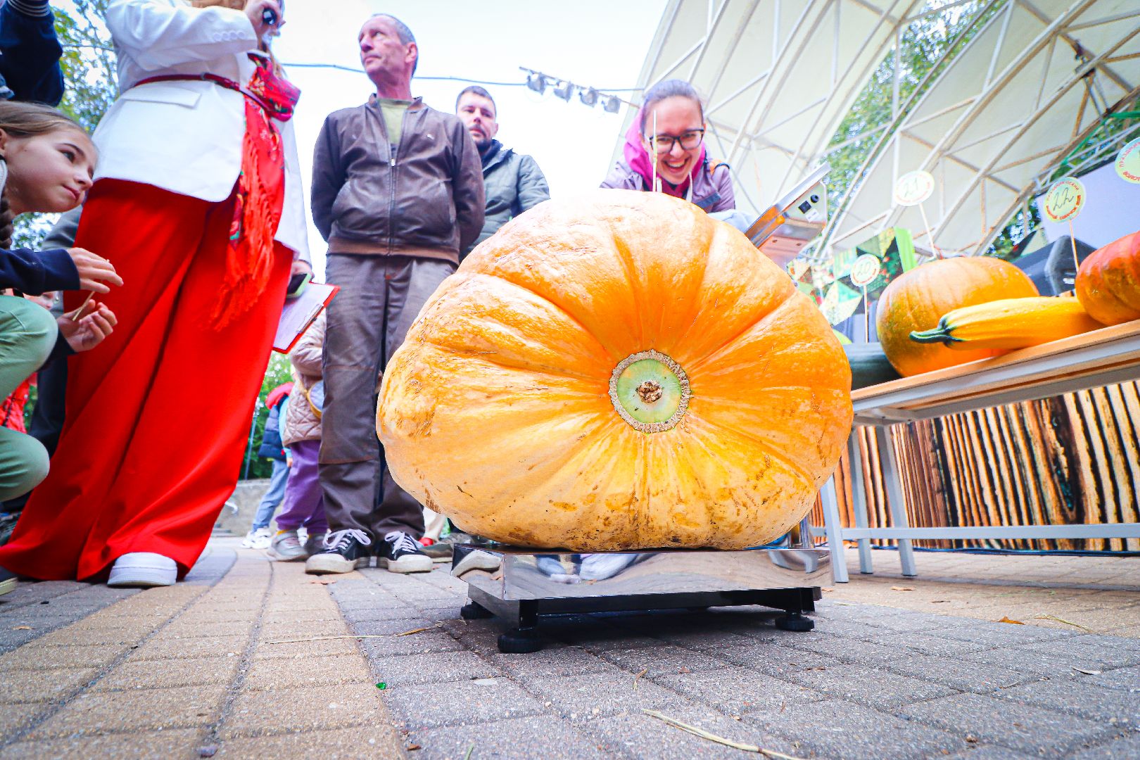 клин, общество, урожай, овощи, культура, фестивали, золотой кабачок,  подмосковье,