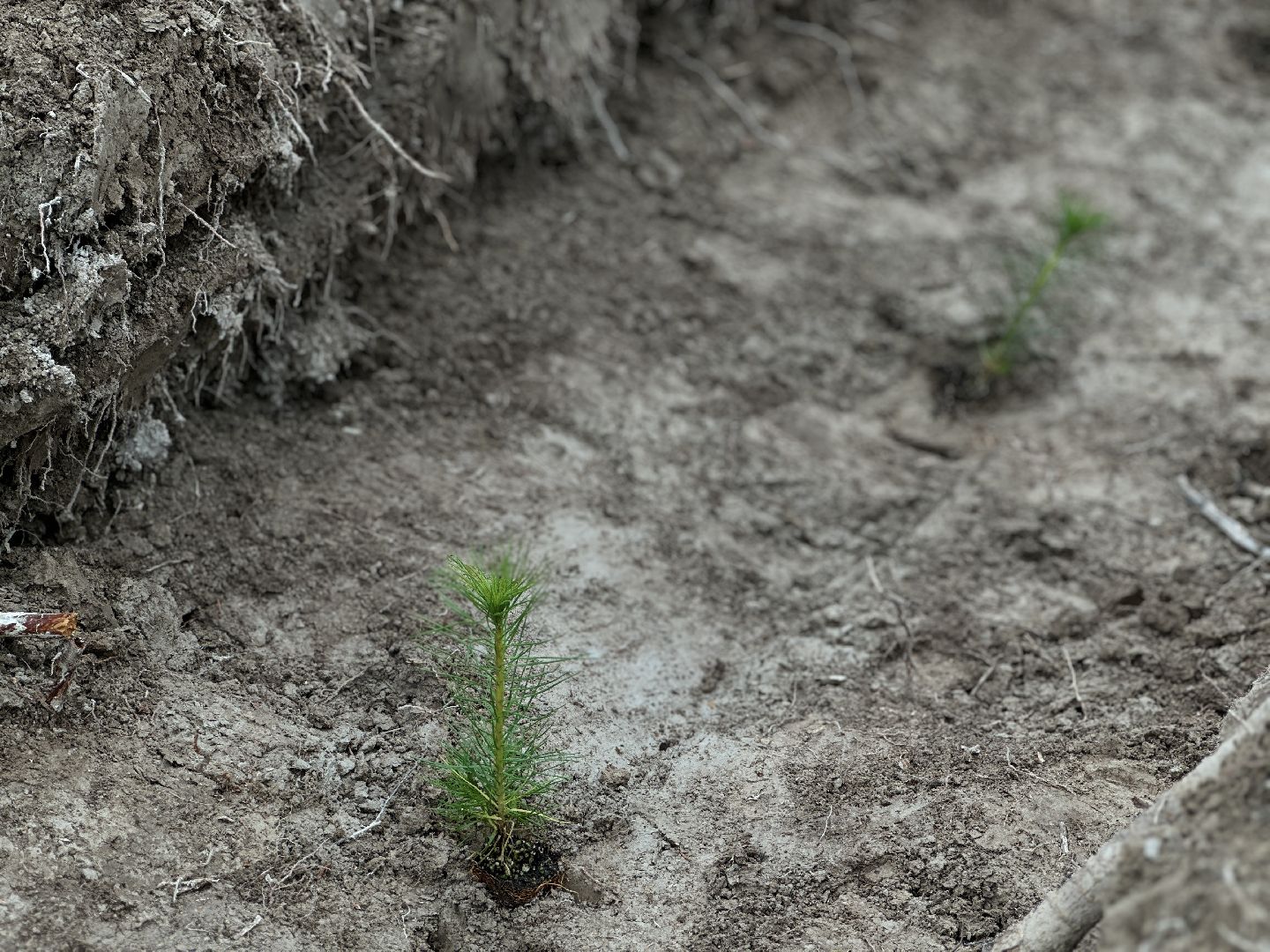 пушкинский городской округ,   день в лесу, экология, мчс, день в лесу сохраним лес вместе,