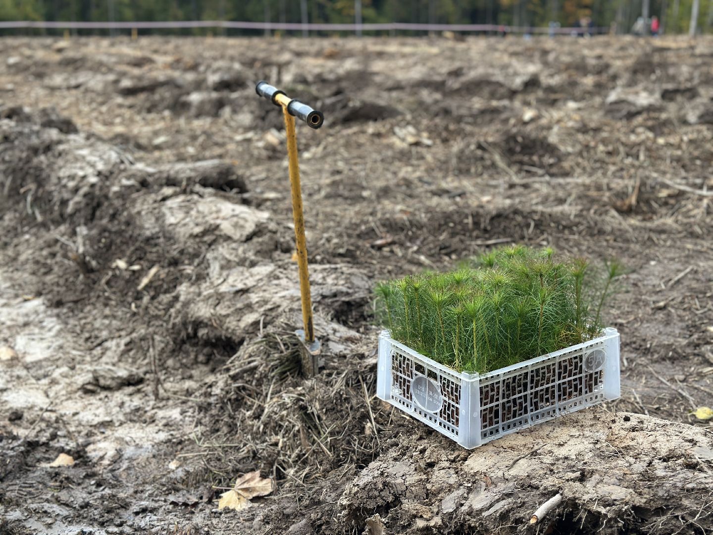 пушкинский городской округ,   день в лесу, экология, мчс, день в лесу сохраним лес вместе,