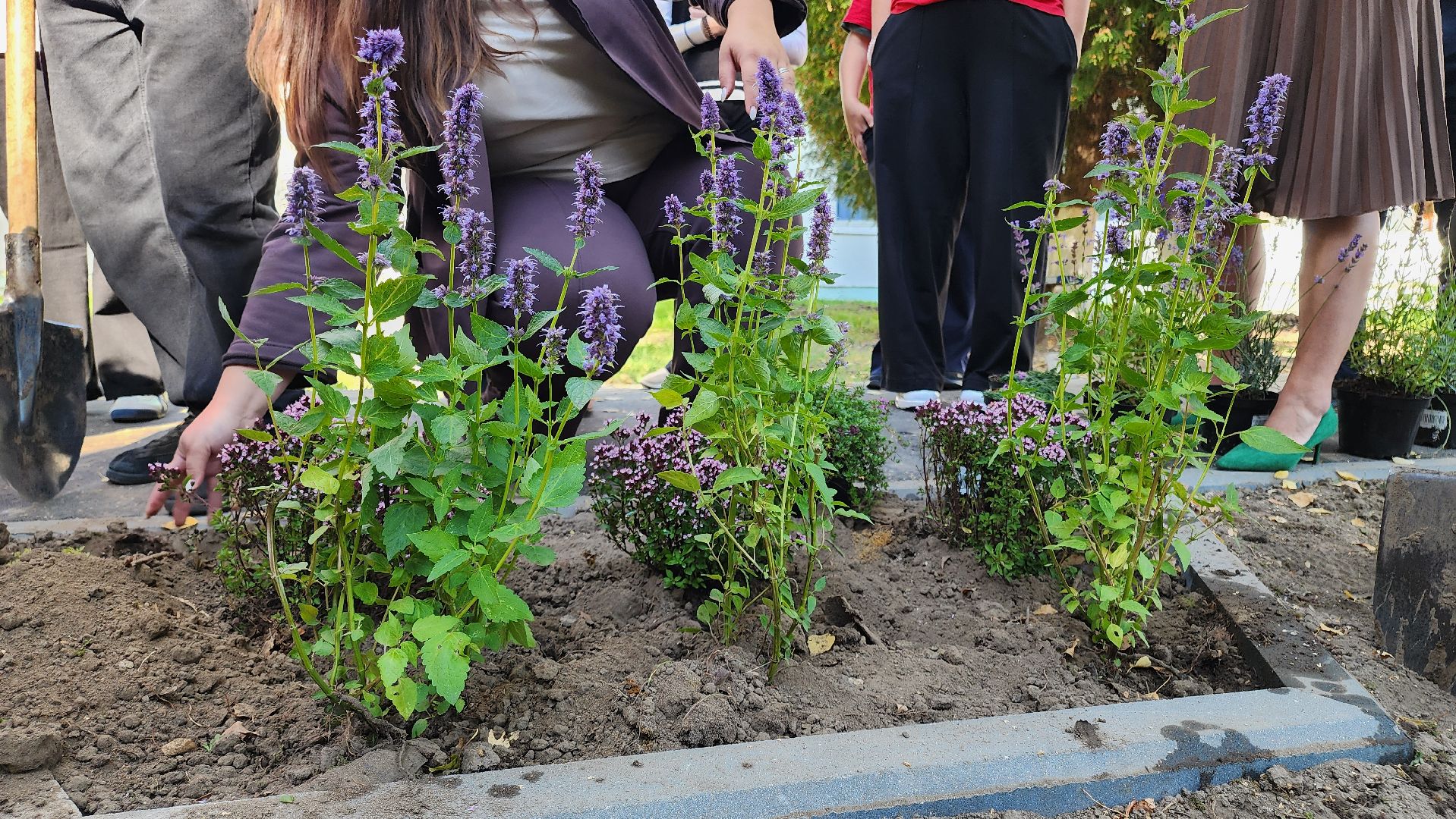 кашира, большое руново, школа, движение первых, экология, посадка растений, лечебные травы, питомник влада ковальчука,