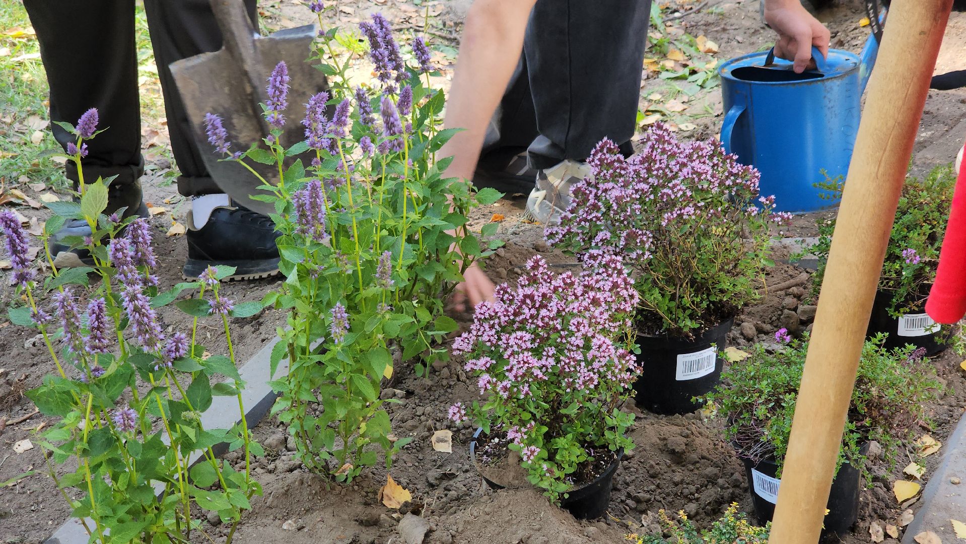 кашира, большое руново, школа, движение первых, экология, посадка растений, лечебные травы, питомник влада ковальчука,