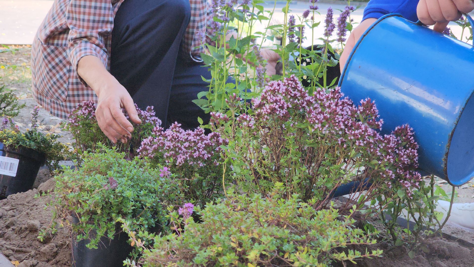 кашира, большое руново, школа, движение первых, экология, посадка растений, лечебные травы, питомник влада ковальчука,