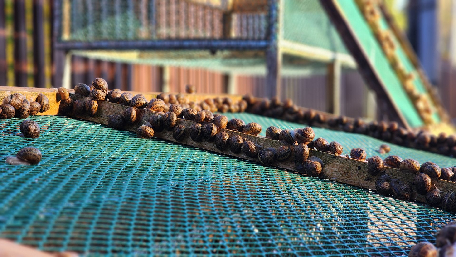 солнечногорск, смирновка, туризм, улиточная ферма,