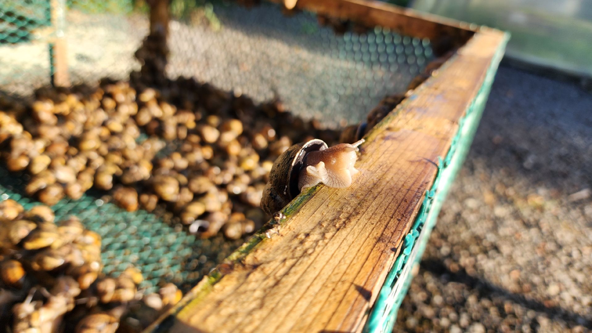 солнечногорск, смирновка, туризм, улиточная ферма,