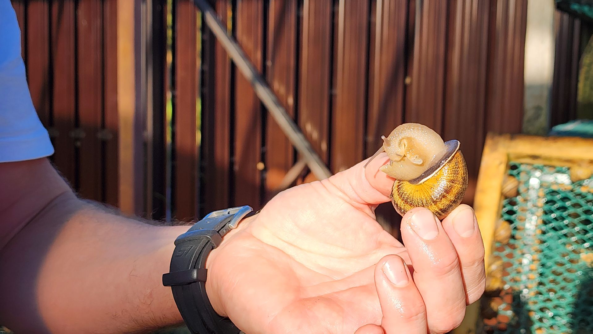 солнечногорск, смирновка, туризм, улиточная ферма,