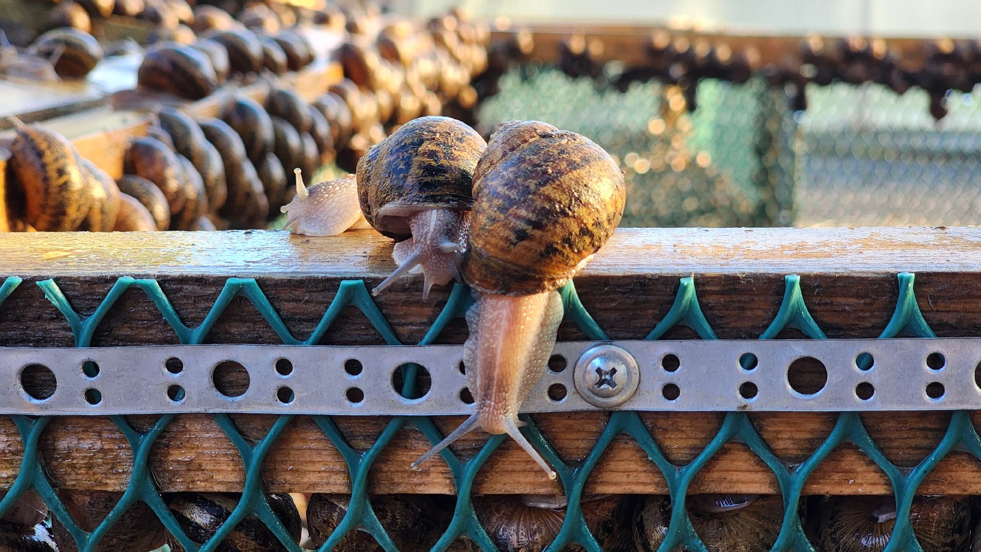 солнечногорск, смирновка, туризм, улиточная ферма,