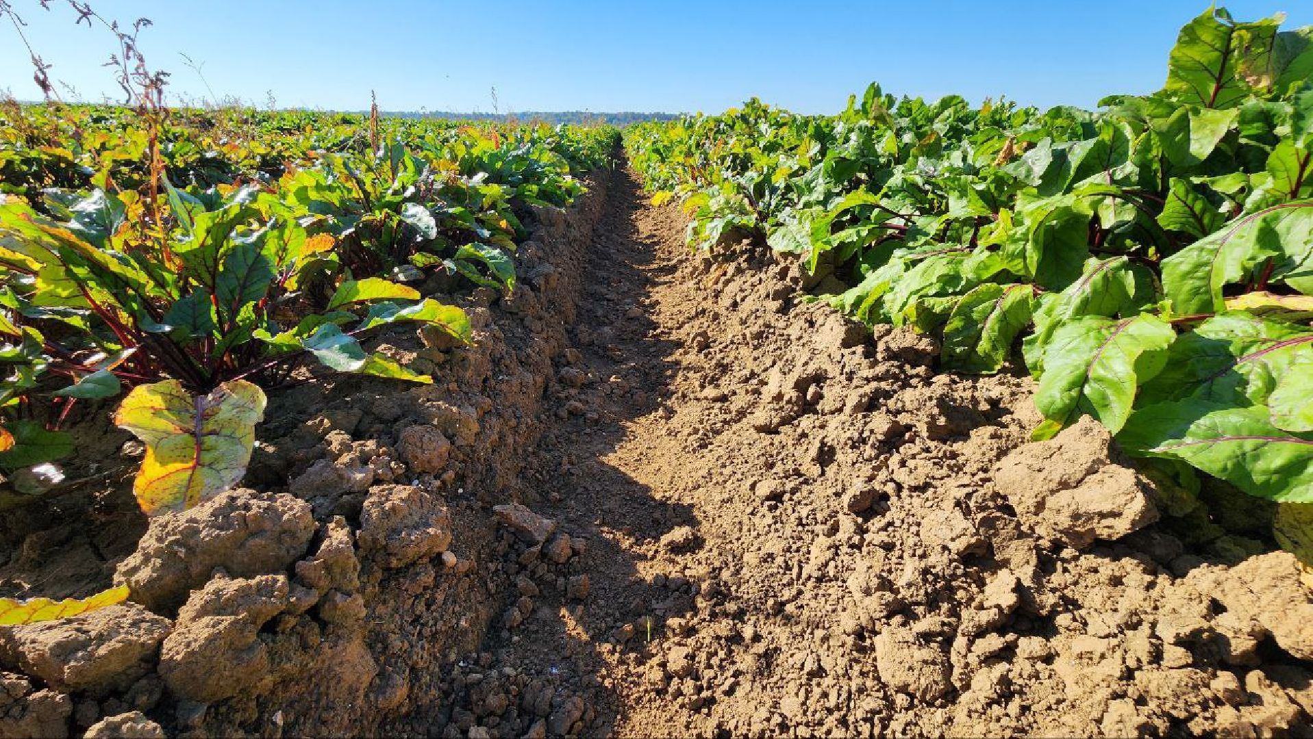 Дмитров, Уборочная кампания, Мосагрофуд, Минсельхоз,