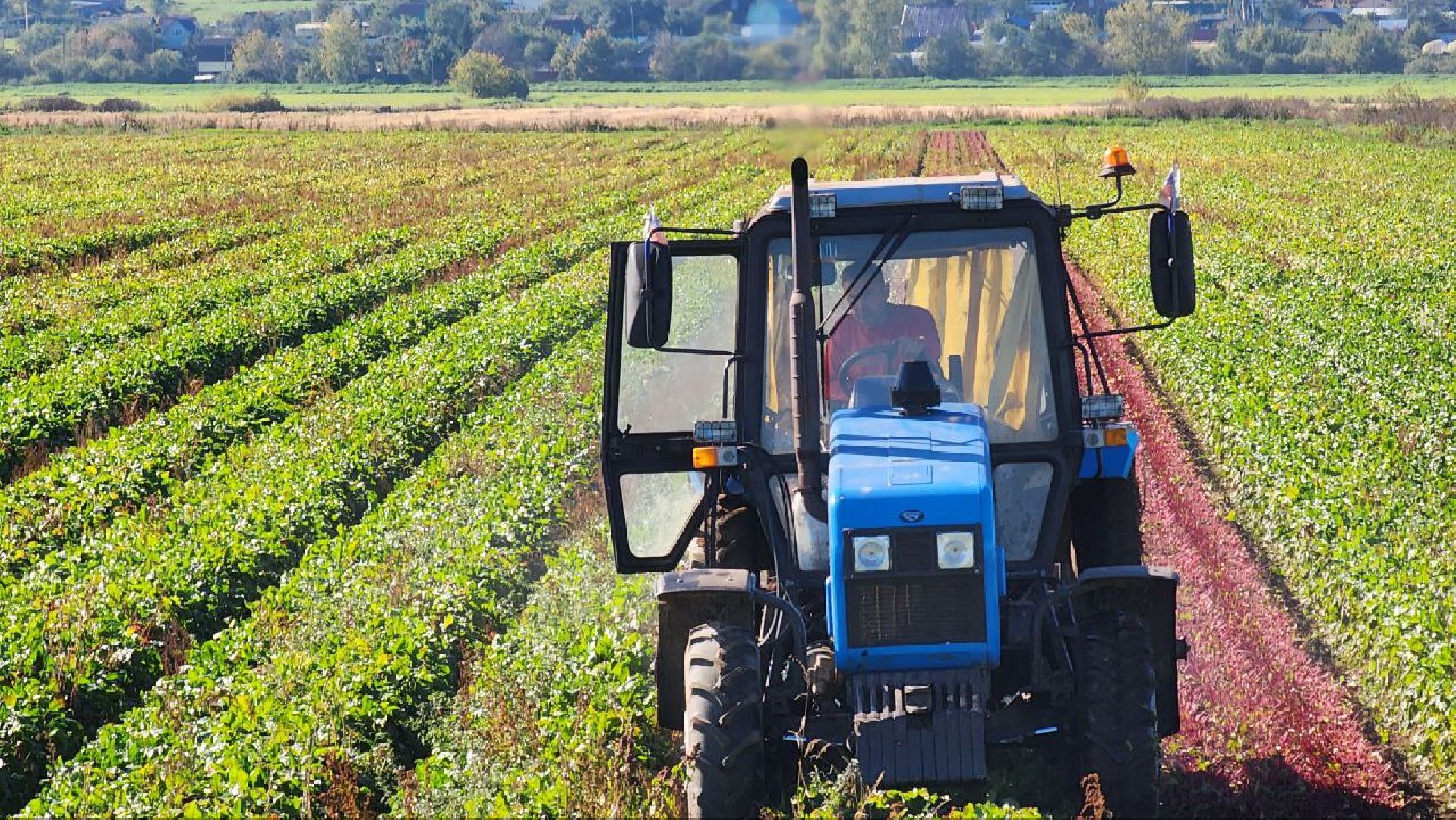 Дмитров, Уборочная кампания, Мосагрофуд, Минсельхоз,