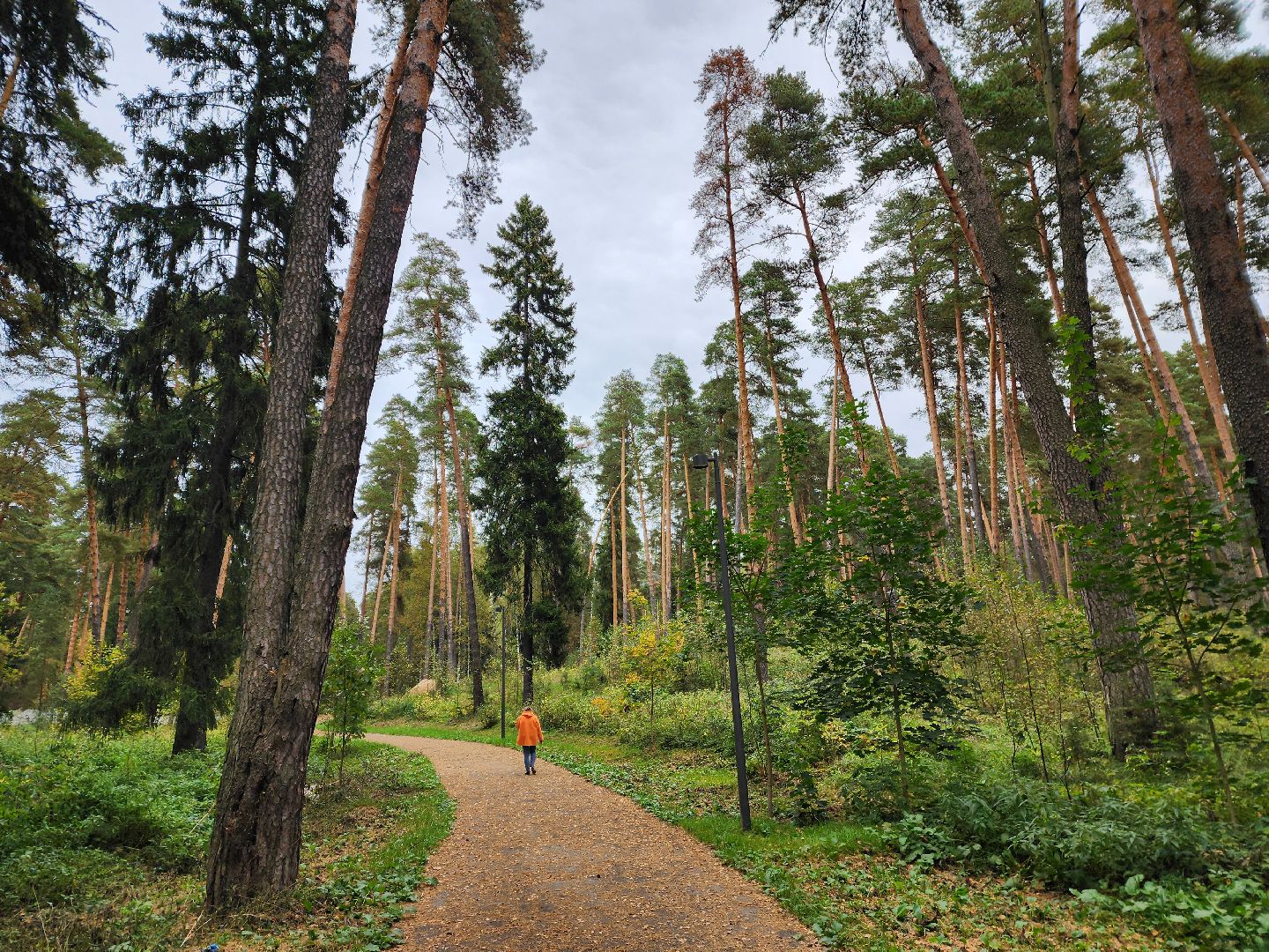 красноармейск, городской округ пушкинский, банный лес, лесопарк, белка, парки подмосковья,
