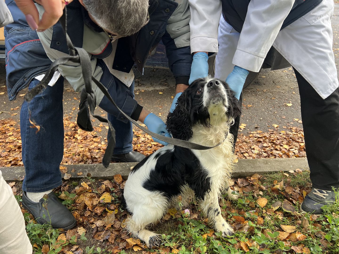 Запрудня, талдомский городской округ, Прививки от бешенства Талдом , Собаки и кошки , Бешенство прививки,