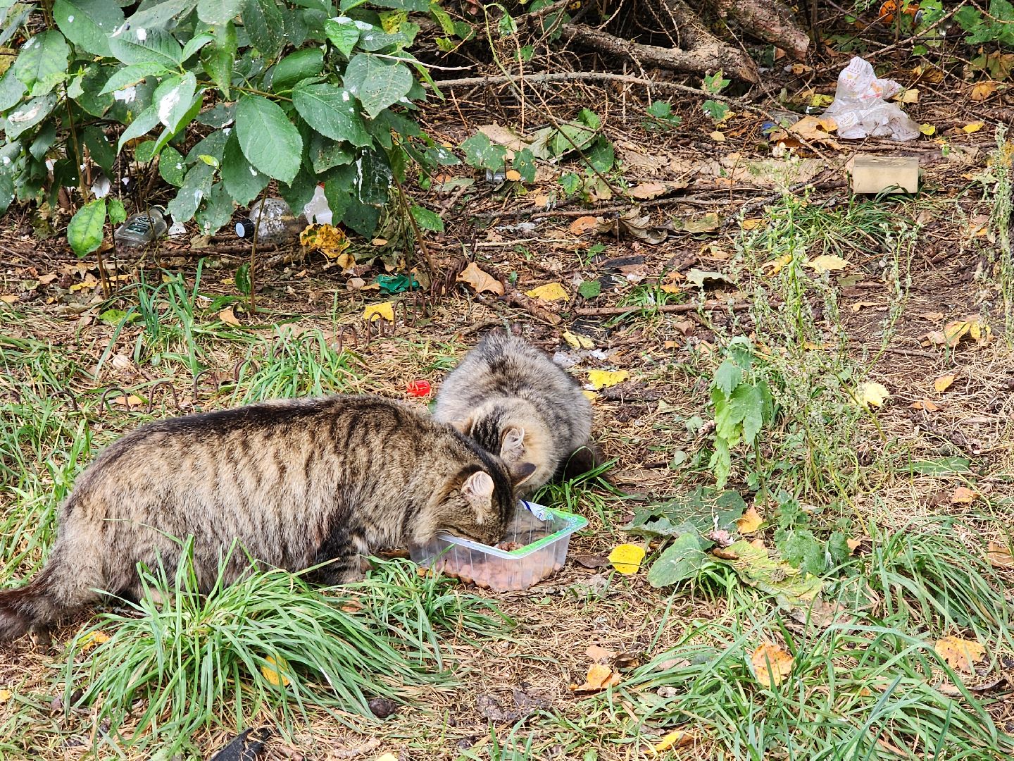 красноармейск, городской округ пушкинский, спасение бездомных животных, зооволонтеры,кошки,