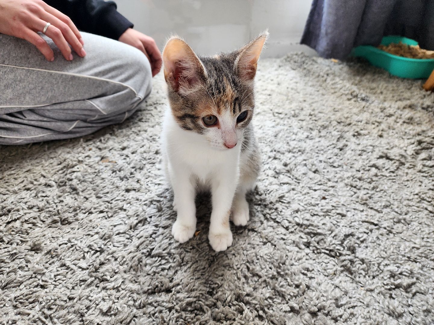 красноармейск, городской округ пушкинский, спасение бездомных животных, зооволонтеры,кошки,