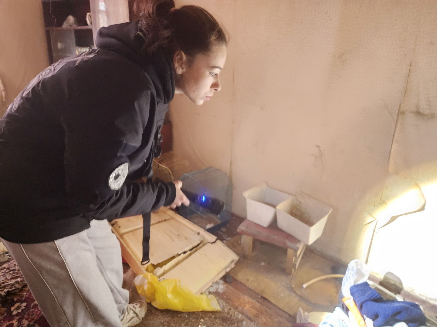 красноармейск, городской округ пушкинский, спасение бездомных животных, зооволонтеры,кошки,