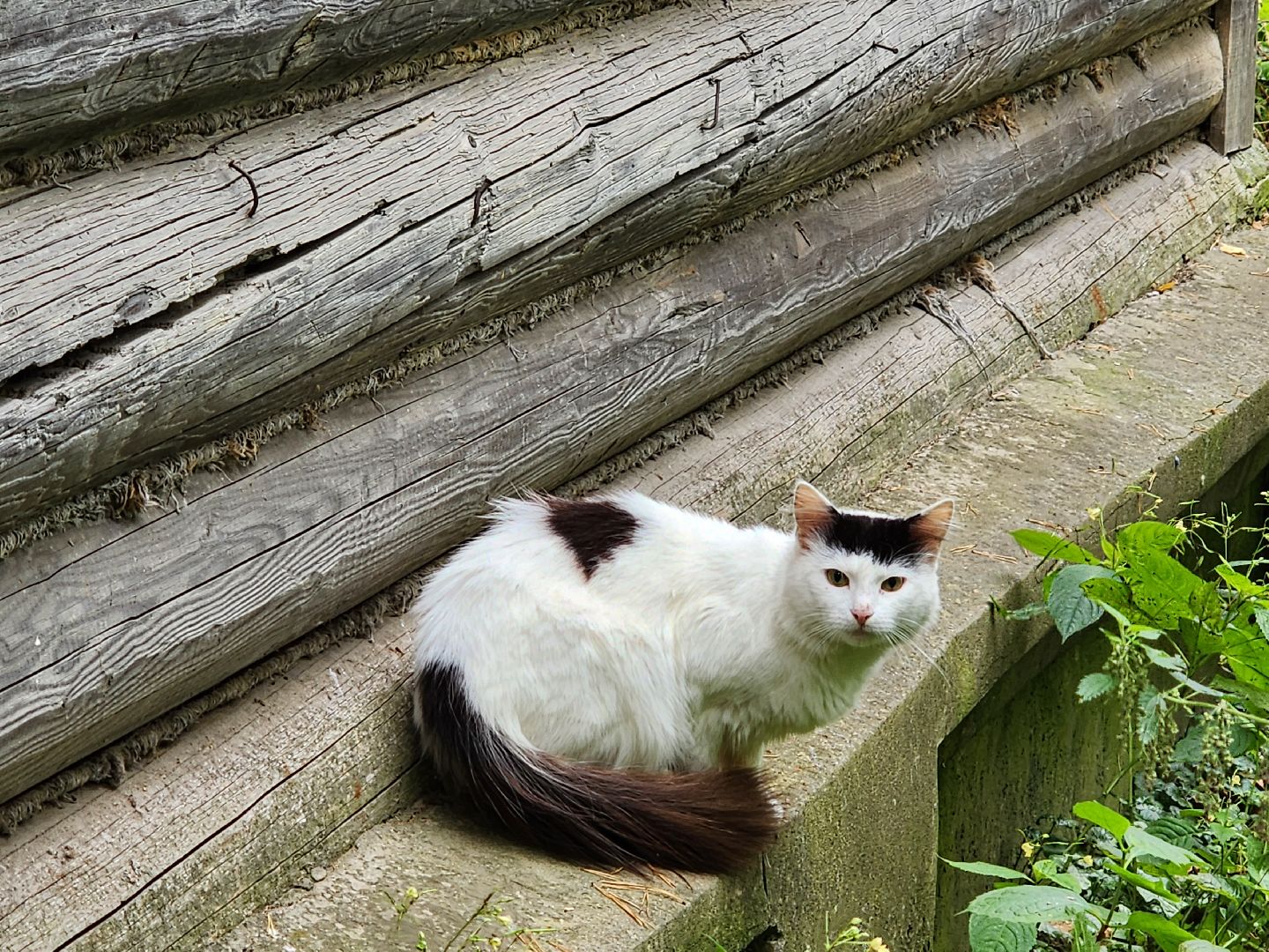 красноармейск, городской округ пушкинский, спасение бездомных животных, зооволонтеры,кошки,