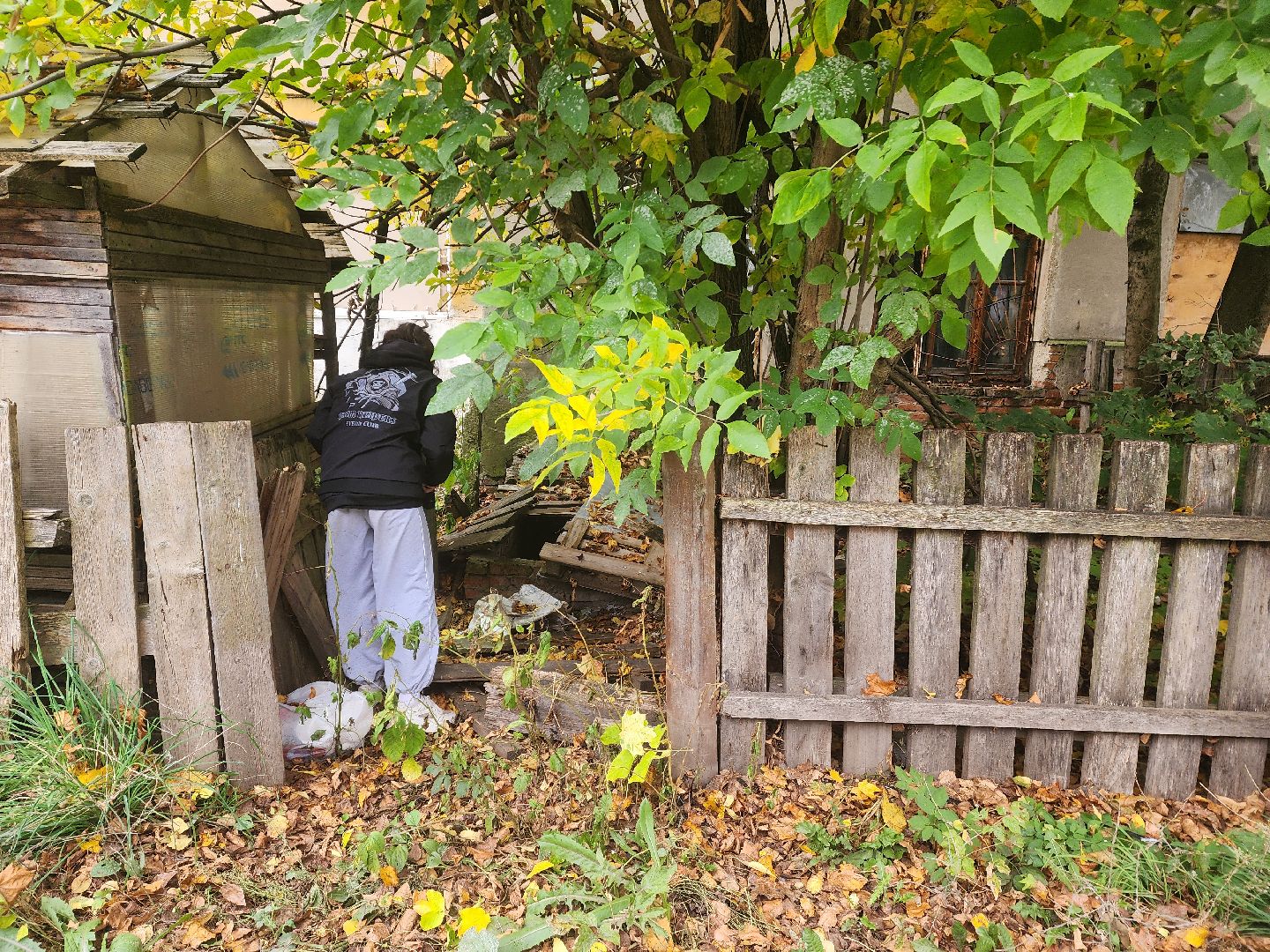 красноармейск, городской округ пушкинский, спасение бездомных животных, зооволонтеры,кошки,