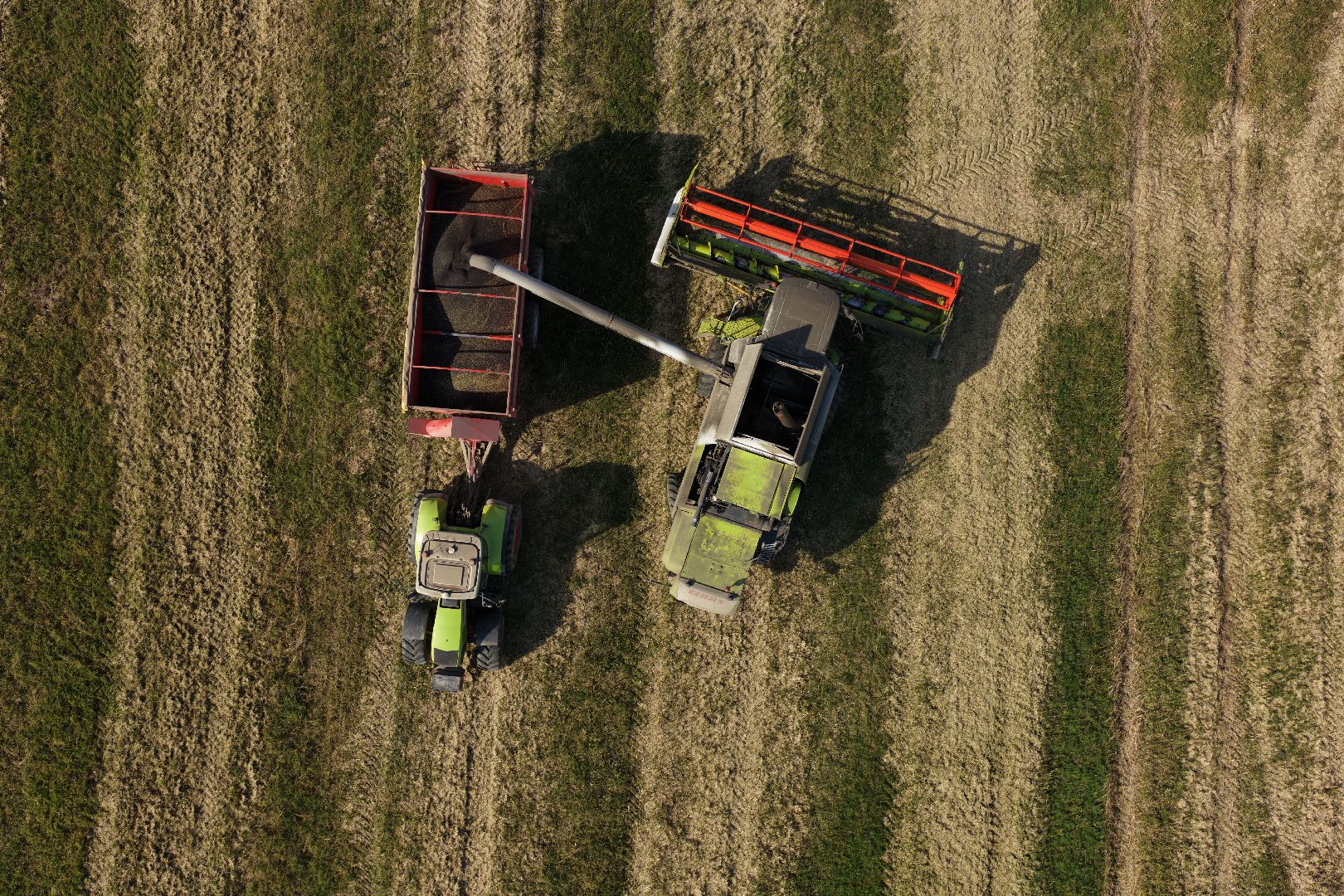 видео с коптера, сбор рапса, урожай 2025,