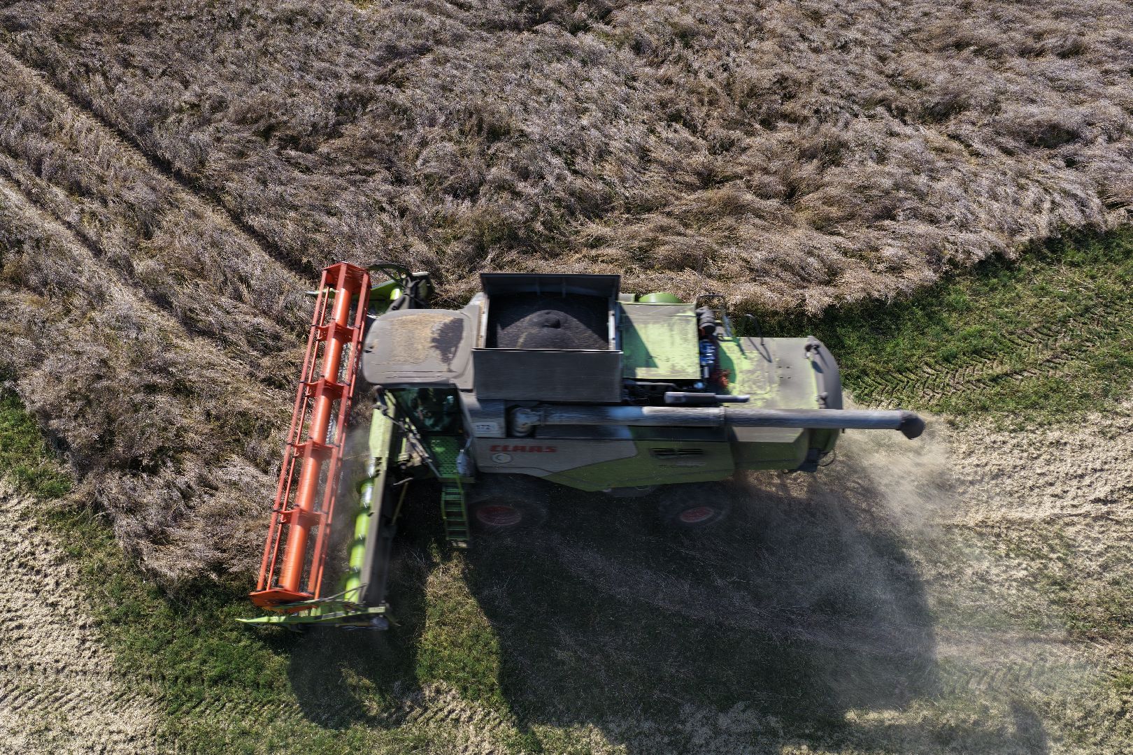 видео с коптера, сбор рапса, урожай 2025,