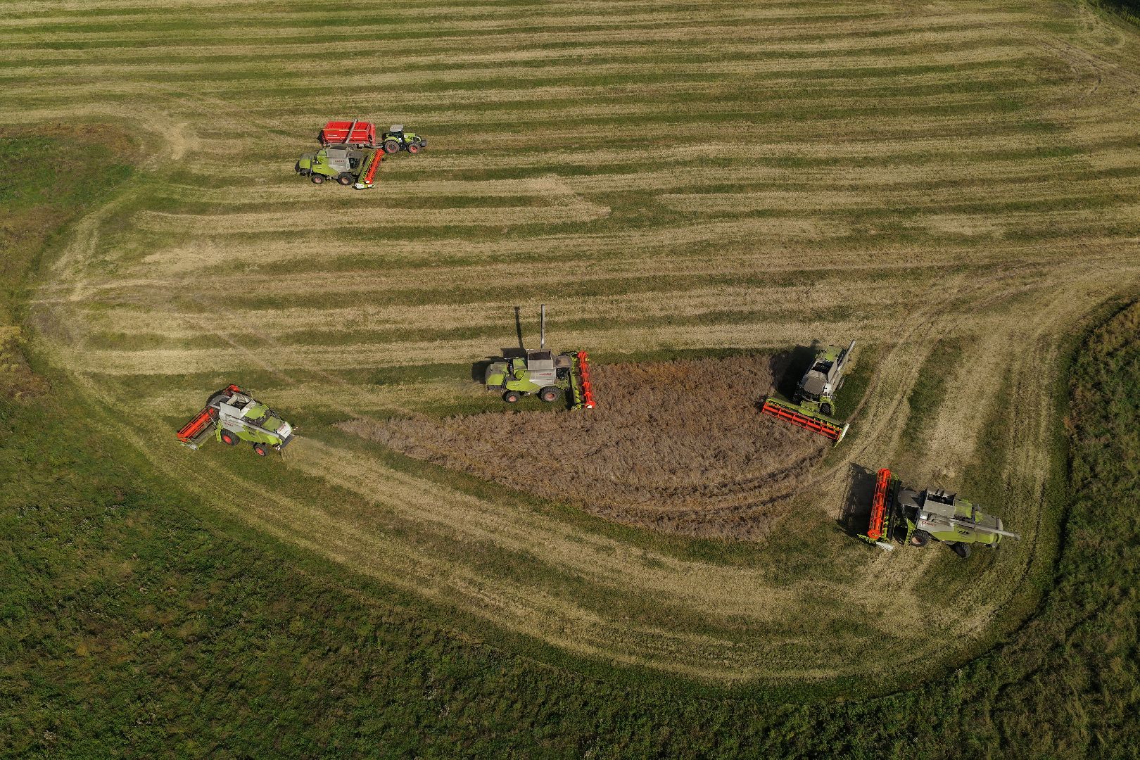 видео с коптера, сбор рапса, урожай 2025,