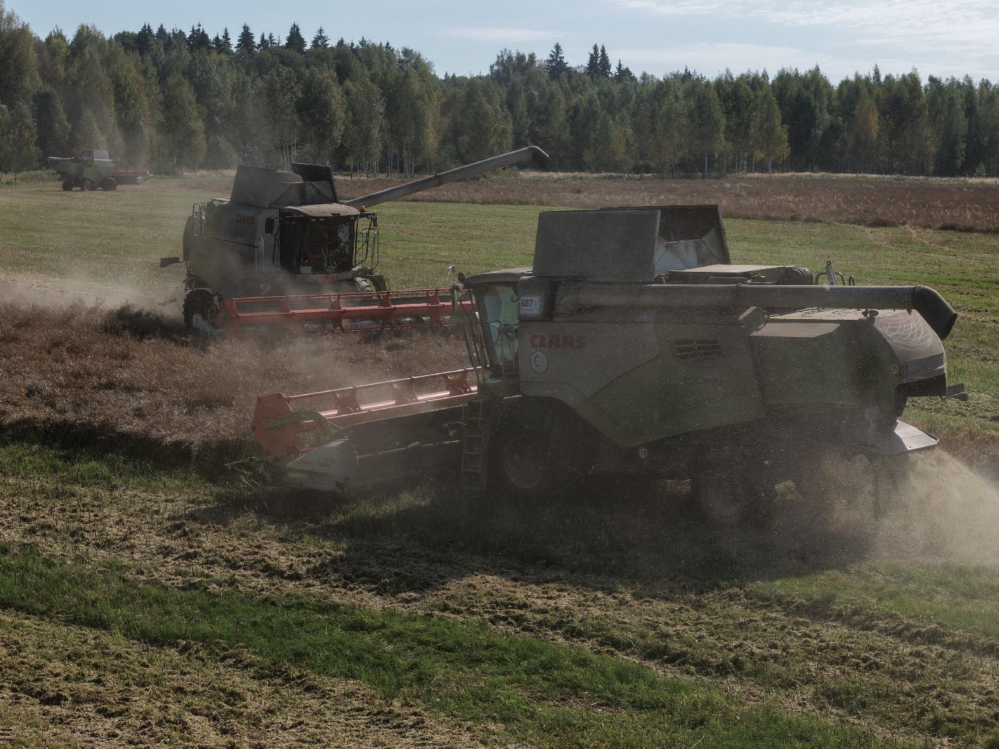 видео с коптера, сбор рапса, урожай 2025,