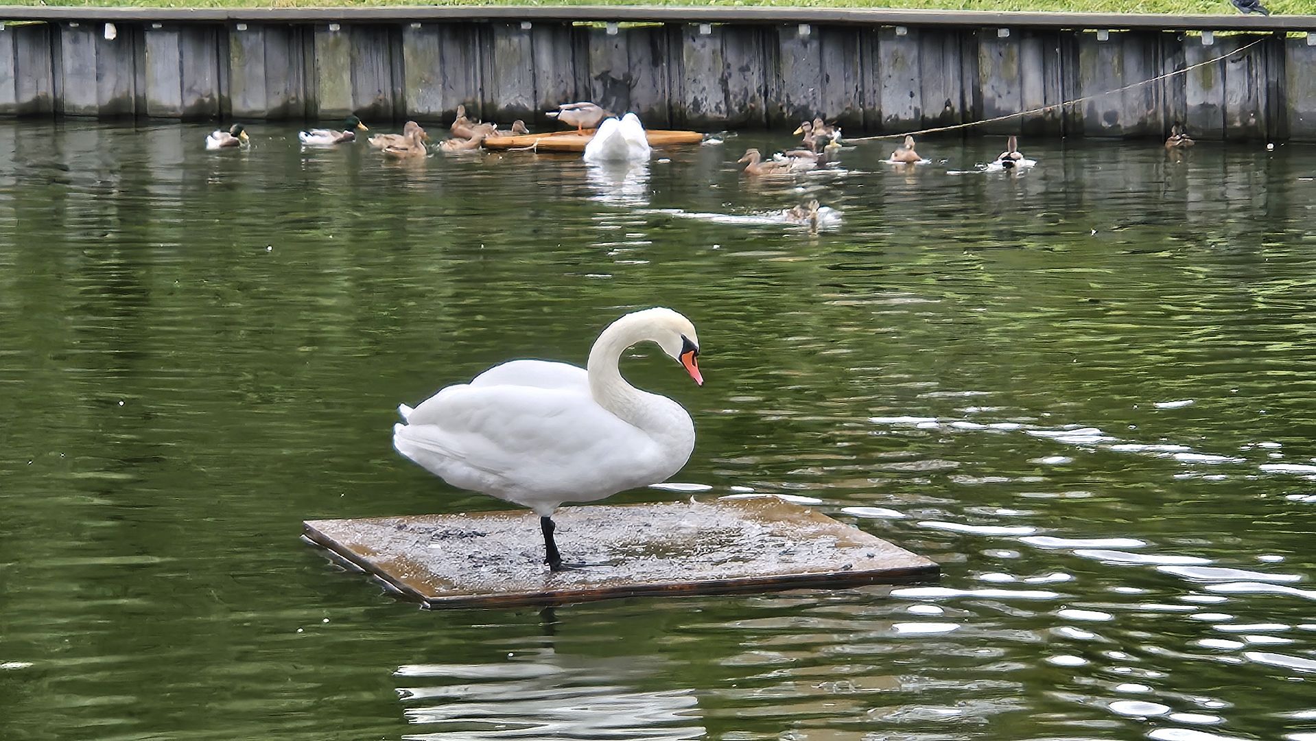 долгопрудный, центральный парк победы, лебеди, лебедь белая,