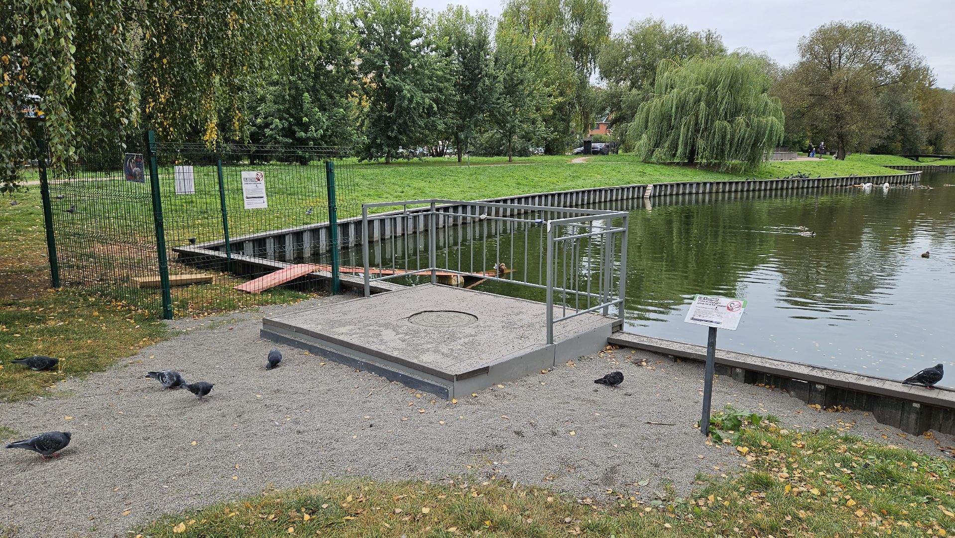 долгопрудный, центральный парк победы, лебеди, лебедь белая,