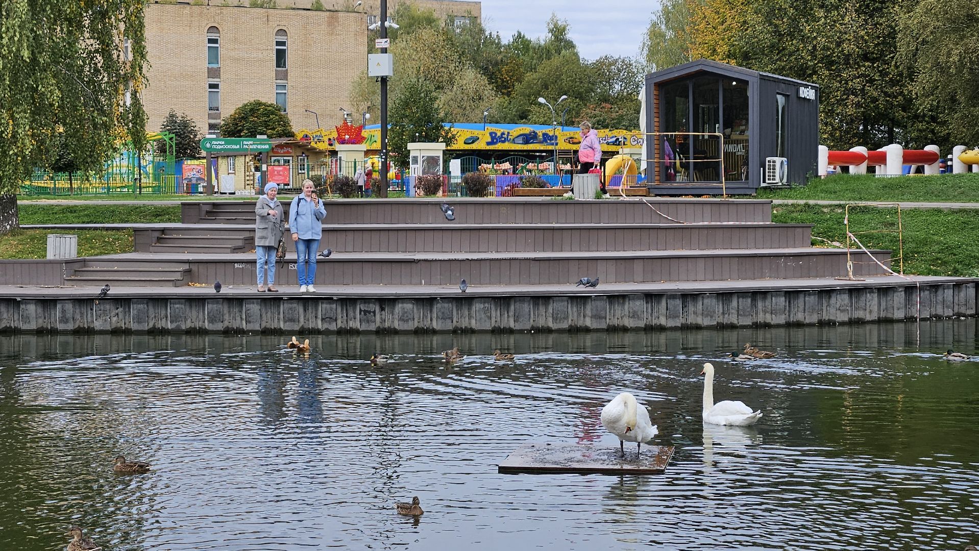 долгопрудный, центральный парк победы, лебеди, лебедь белая,