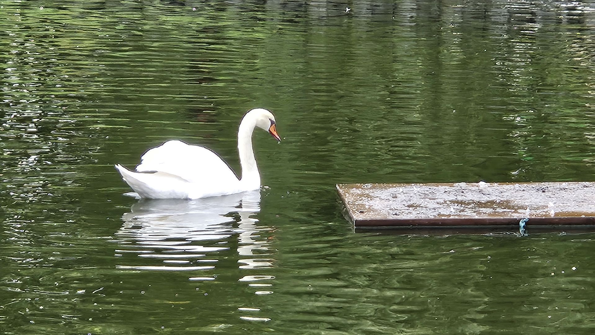 долгопрудный, центральный парк победы, лебеди, лебедь белая,