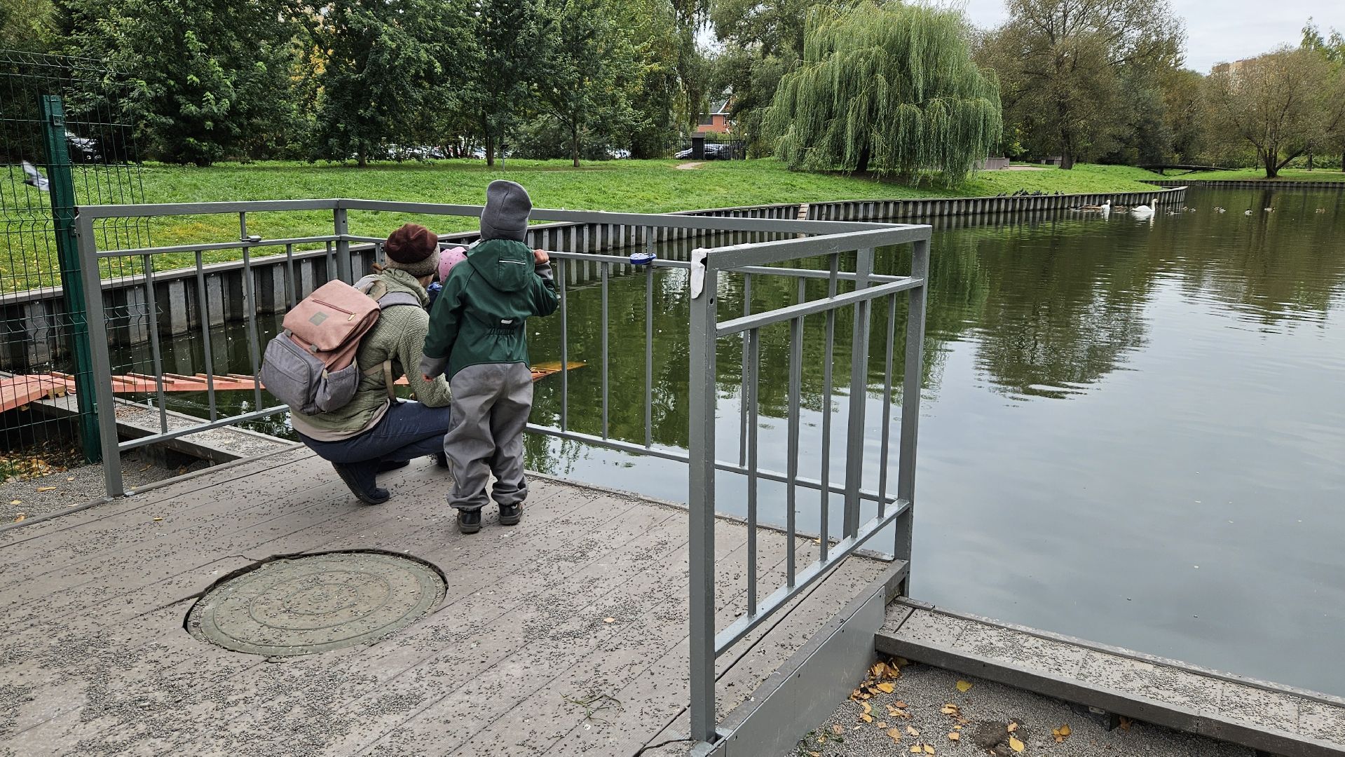 долгопрудный, центральный парк победы, лебеди, лебедь белая,