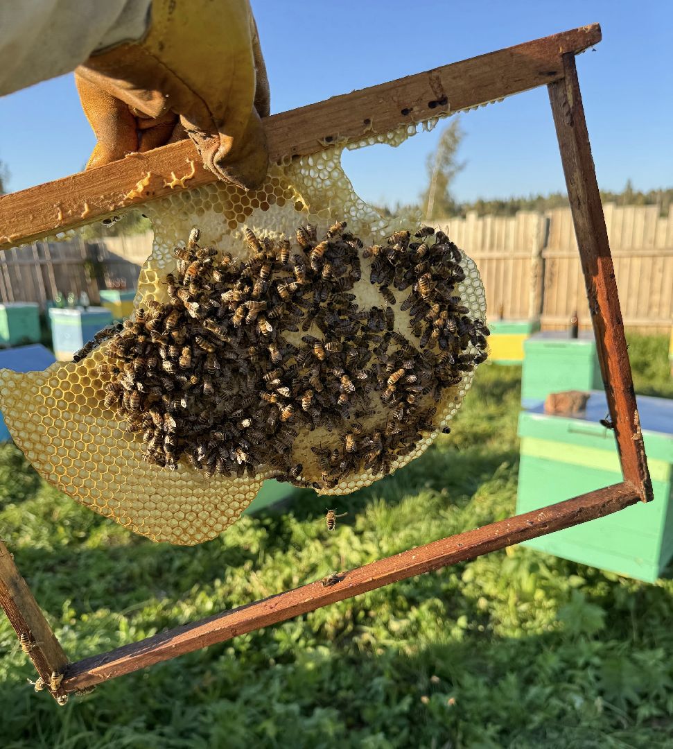 шаховская, пасека, экомед, пчеловод, пчеловодство,