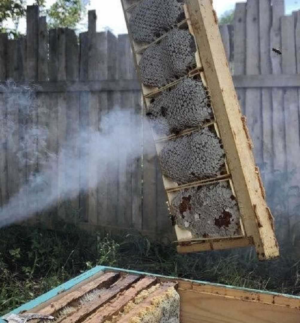 шаховская, пасека, экомед, пчеловод, пчеловодство,