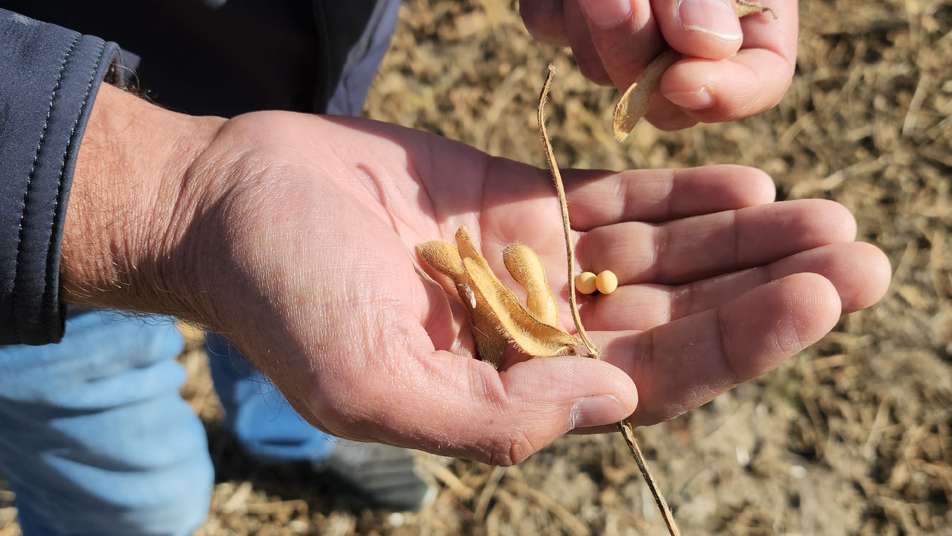 луховицы, сельское хозяйство, уборка сои, туламашагро,