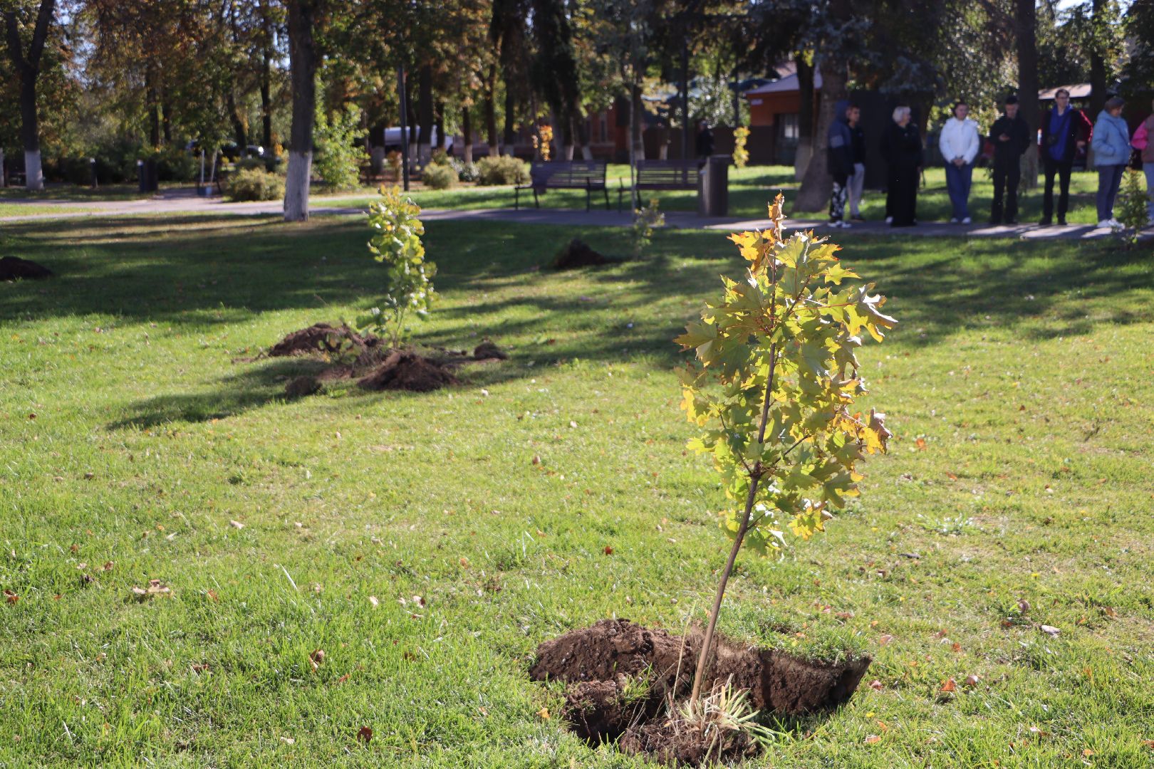 серебряные пруды, день в лесу, сквер ленина,