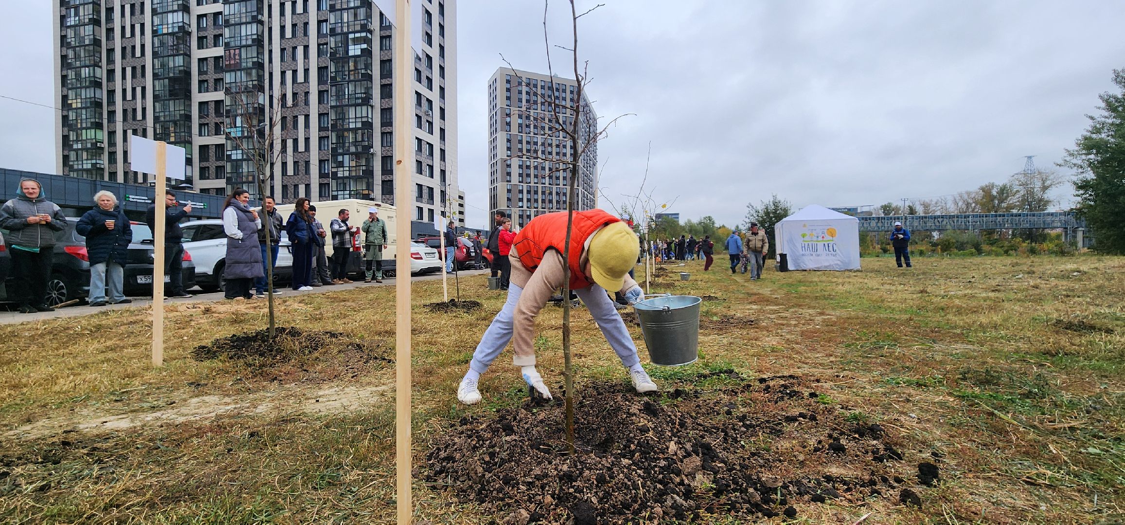 Химки, Экология , высадка деревьев,