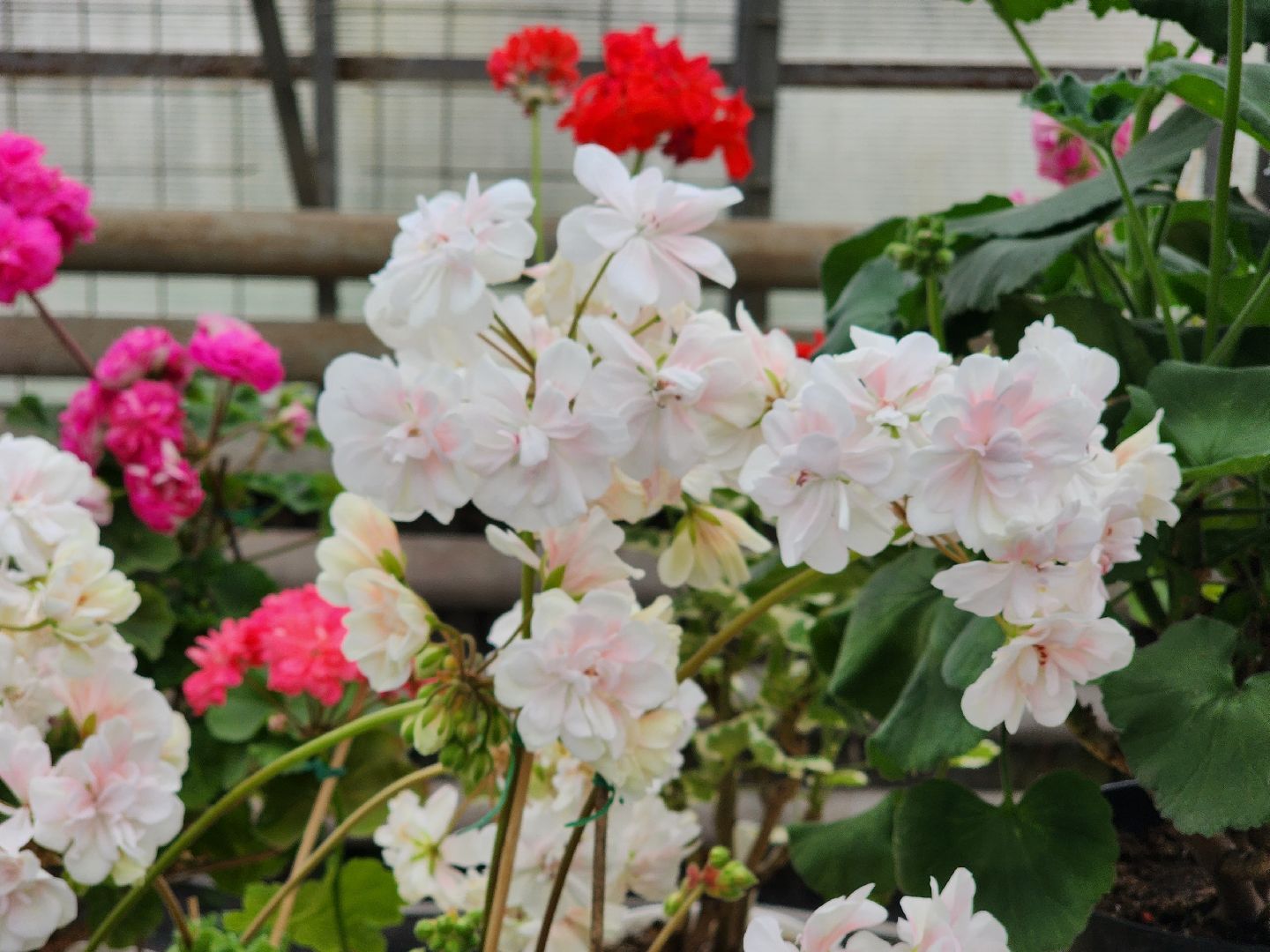 пушкино, пушкинский питомник декоративных растений , пушкинскому питомнику 86, зеленое подмосковье,