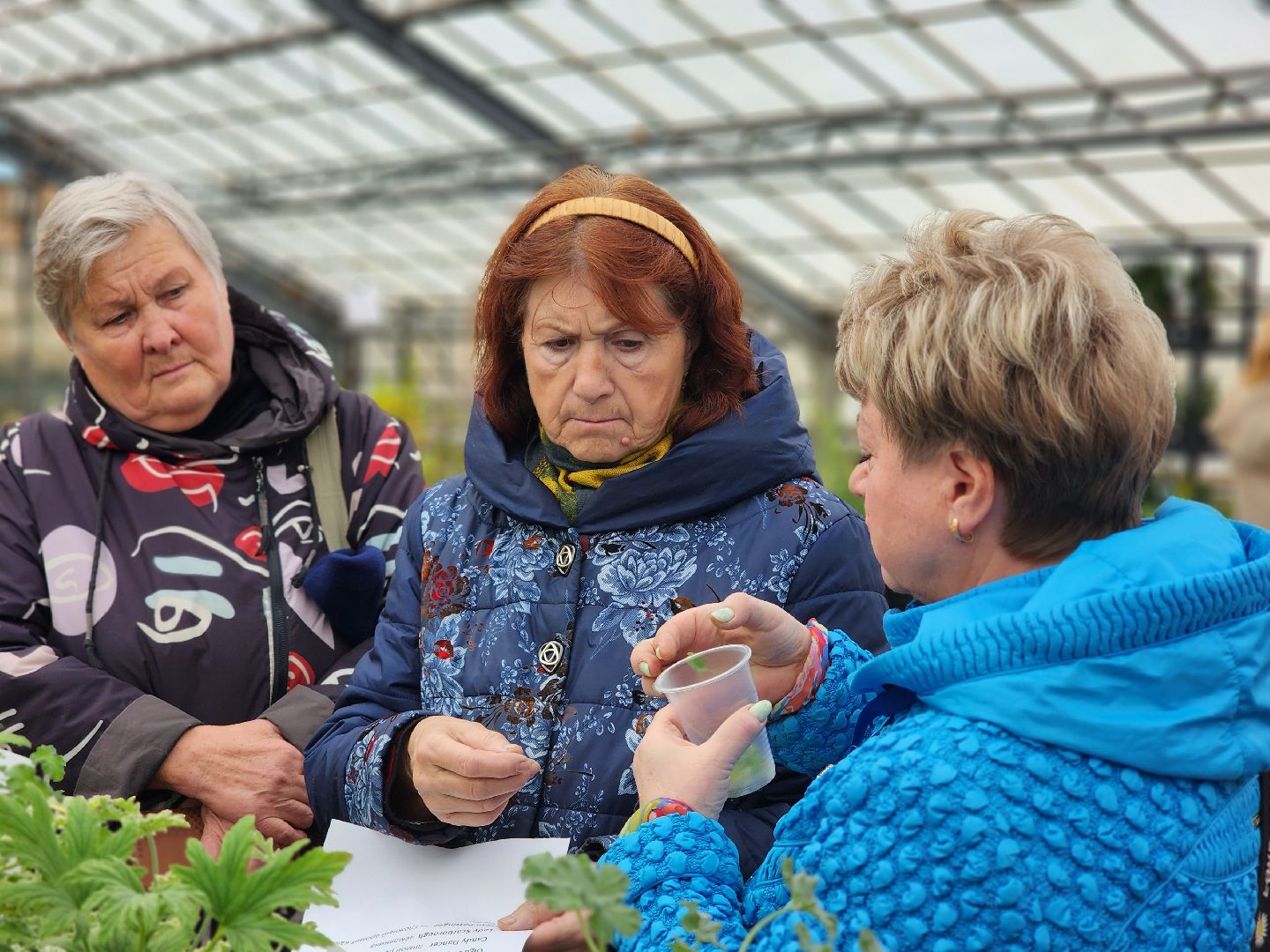 пушкино, пушкинский питомник декоративных растений , пушкинскому питомнику 86, зеленое подмосковье,